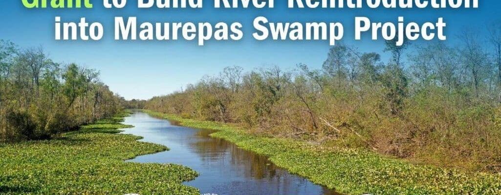 CPRA awarded $60M RESTORE grant for Maurepas Swamp Project
